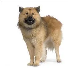 Quelle est cette race de chien ?