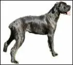 Quelle est cette race de chien ?