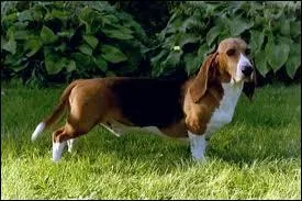 Quelle est cette race de chien ?