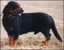 Quelle est cette race de chien ?