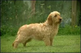 Quelle est cette race de chien ?