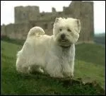 Quelle est cette race de chien ?