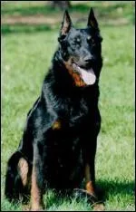 Quelle est cette race de chien ?