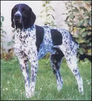 Quelle est cette race de chien ?