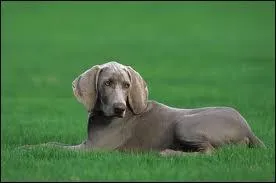 Quelle est cette race de chien ?