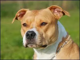 Quelle est cette race de chien ?