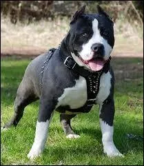 Quelle est cette race de chien ?