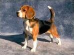 Quiz Races de chiens