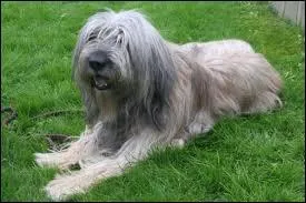 Quelle est cette race de chien ?