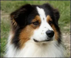 Quelle est cette race de chien ?