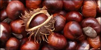 Quel arbre produit le marron comestible ?