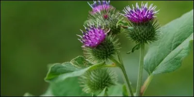A quelle famille appartient la bardane ?