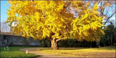 Quel est l'autre nom du ginkgo ?