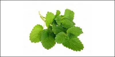 Comment s'appelle cette plante herbacée vivace, dans la famille des Labiées, ayant pour propriété médicale de calmer les nerfs et l'herpès, entre autres ?