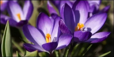 En quelle saison les crocus poussent-ils ?