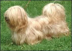 Quelle est cette race de chiens ?