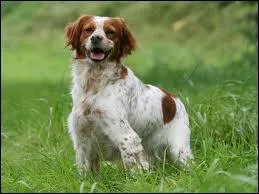 Quelle est cette race de chiens ?