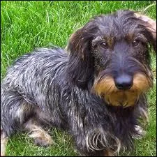 Quelle est cette race de chiens ?