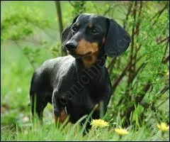 Quelle est cette race de chiens ?