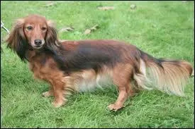 Quelle est cette race de chiens ?