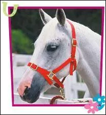 Comment s'appelle ce cheval ?