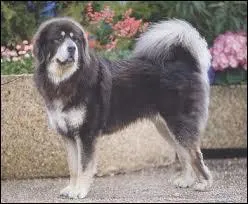 Quelle est cette race de chien ?