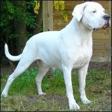 Quelle est cette race de chien ?