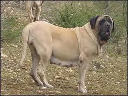 Quelle est cette race de chien ?