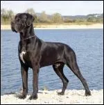 Quelle est cette race de chien ?