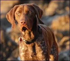 Quelle est cette race de chien ?