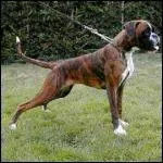 Quelle est cette race de chien ?