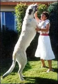 Quelle est cette race de chien ?