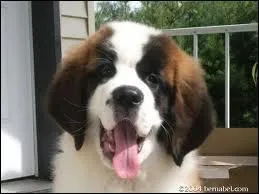 Quelle est cette race de chien ?