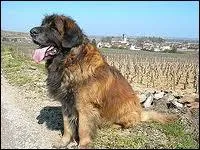 Quelle est cette race de chien ?