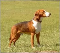 Quelle est cette race de chien ?