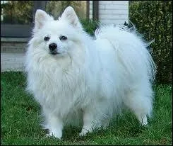 Quelle est cette race de chien ?