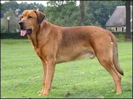 Quelle est cette race de chien ?