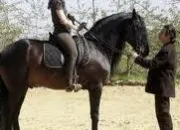 Quiz Les chevaux