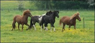 Quelle est la hauteur au garrot de l'islandais ?