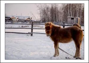 Quelle est cette race ?