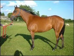 Quelle est cette race ?