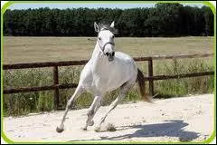 Quelle est la hauteur au garrot du lipizzan ?