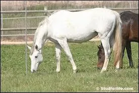 De quelle race s'agit-il ?