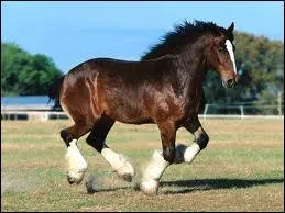 Quel cheval est le plus rapide au monde ?