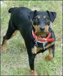 Quelle est la race de ce chien ?