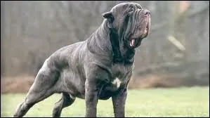 Quelle est la race de ce chien ?