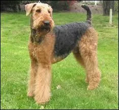 Quelle est cette race de chien ?