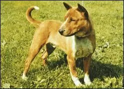 Quelle est cette race de chien ?