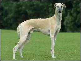 Quel est l'autre nom du lvrier arabe ?