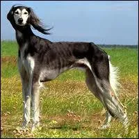 Quel est l'autre nom du lvrier persan ?